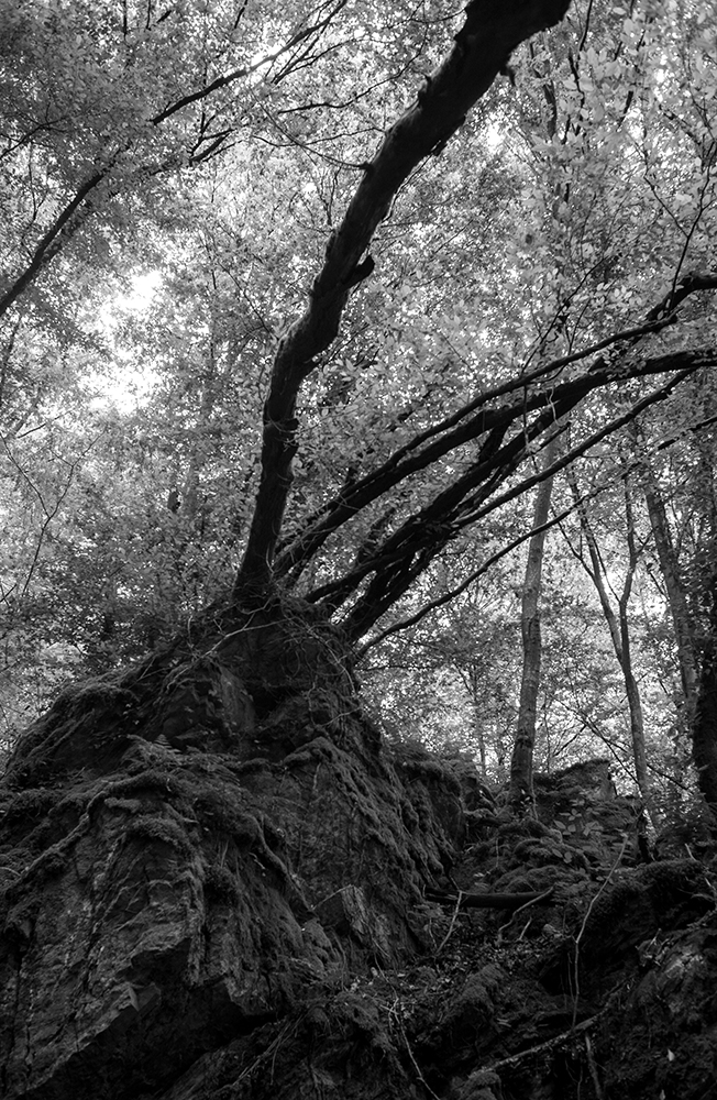 forêt