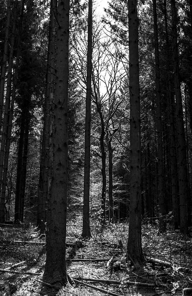 forêt