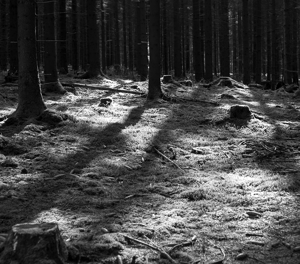 forêt