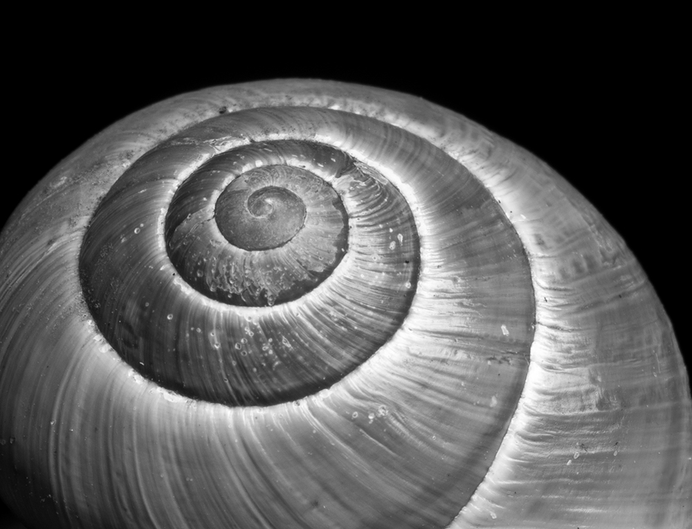 macro