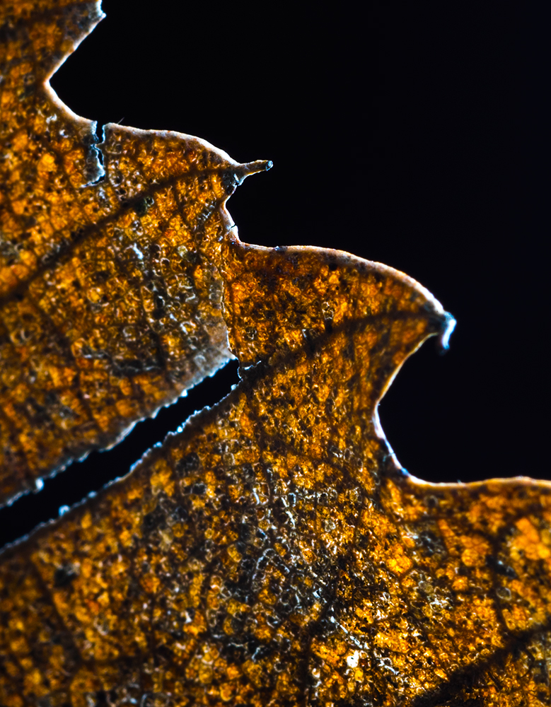 macro