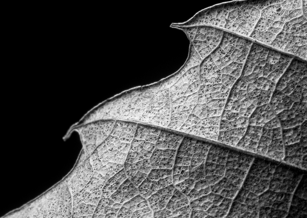 macro