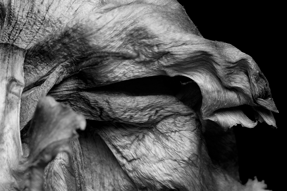macro