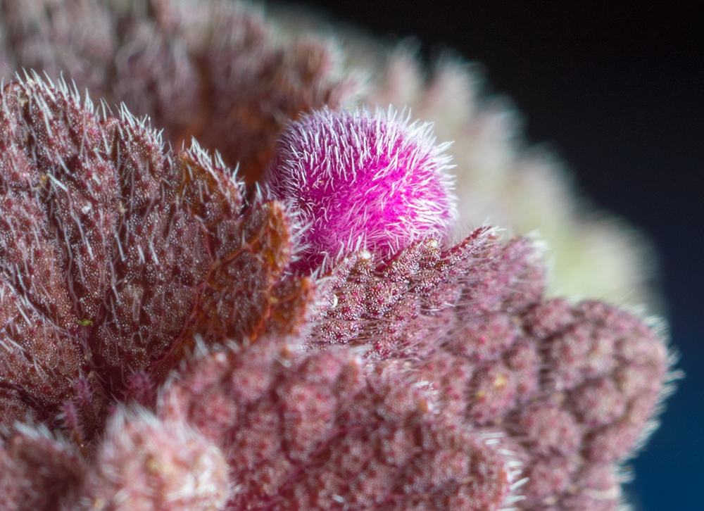 macro